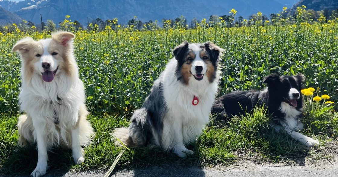 Tianas Hunde mit Ferienhund